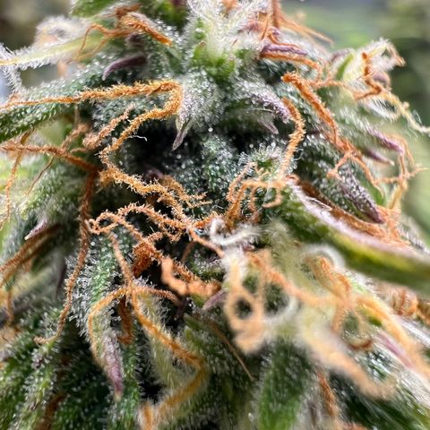 Beryl growlog timeline photo