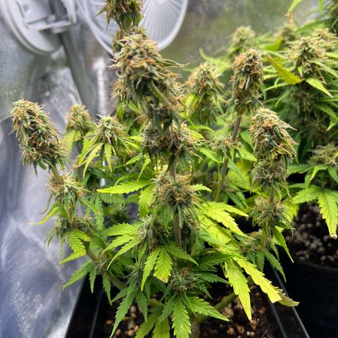 Beryl growlog timeline photo