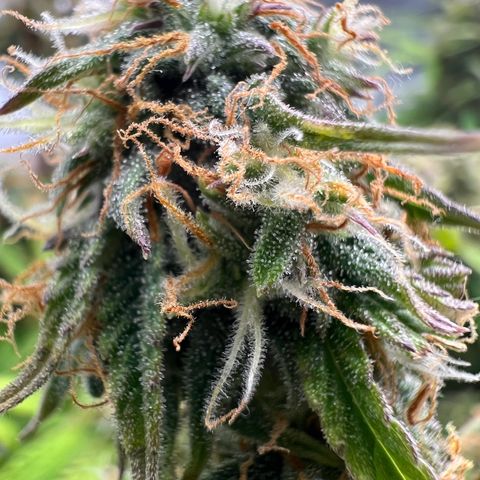 Beryl growlog timeline photo
