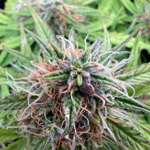 Mimi growlog timeline photo