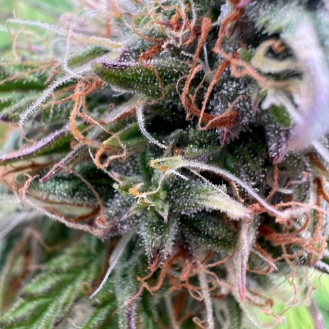 Mimi growlog timeline photo