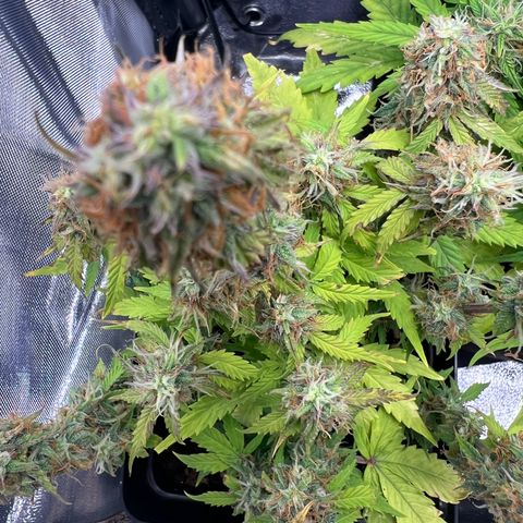 Beryl growlog timeline photo