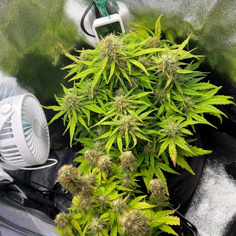 Beryl growlog timeline photo