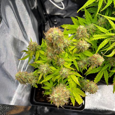 Beryl growlog timeline photo