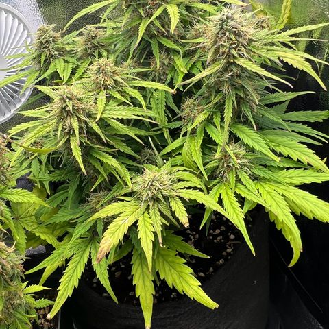 Mimi growlog timeline photo