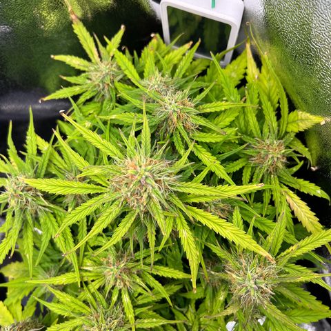 Mimi growlog timeline photo