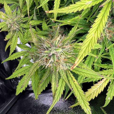 Mimi growlog timeline photo