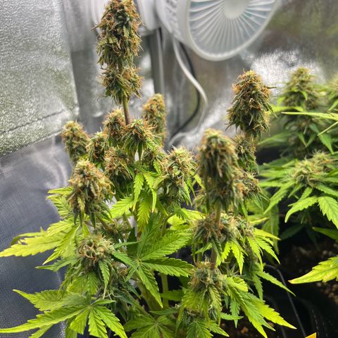Beryl growlog timeline photo