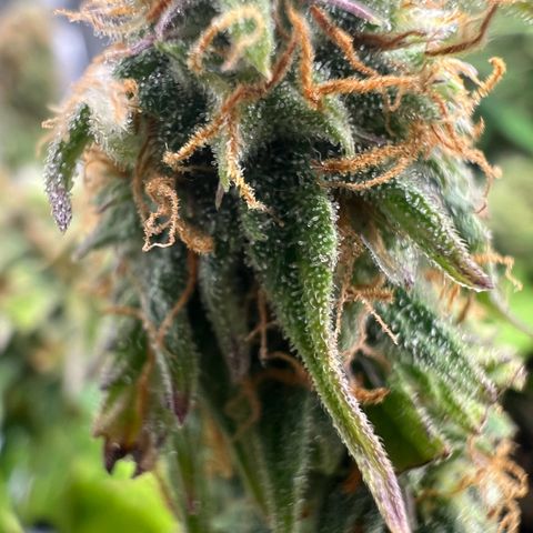 Beryl growlog timeline photo