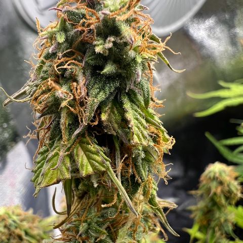 Beryl growlog timeline photo