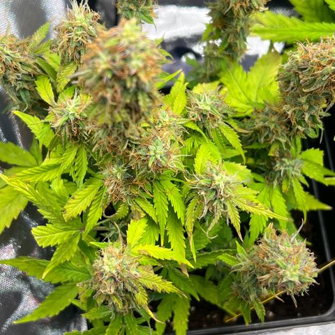 Beryl growlog timeline photo