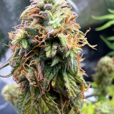 Beryl growlog timeline photo