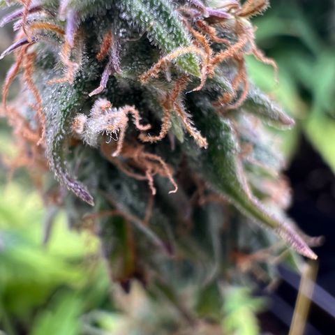 Beryl growlog timeline photo