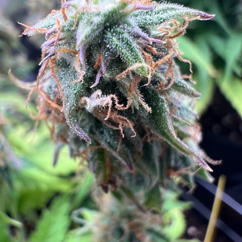 Beryl growlog timeline photo