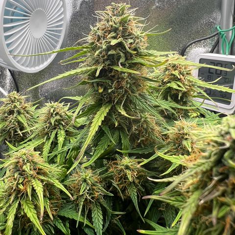 Mimi growlog timeline photo