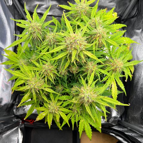 Mimi growlog timeline photo