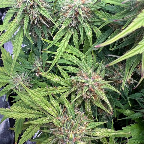 Mimi growlog timeline photo