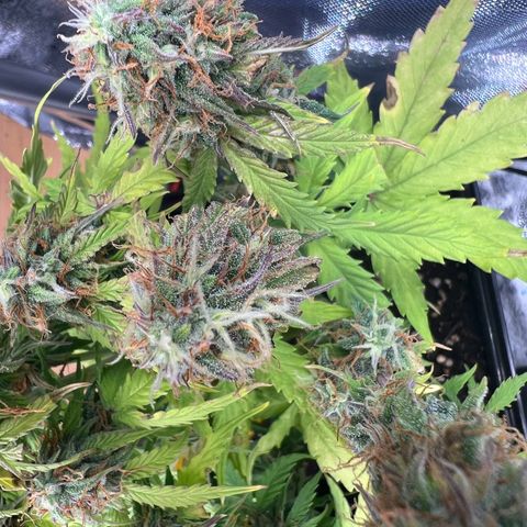 Beryl growlog timeline photo