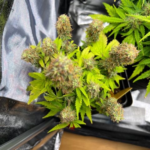 Beryl growlog timeline photo