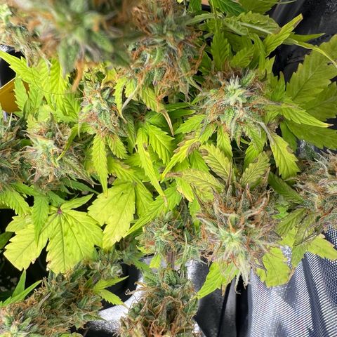 Beryl growlog timeline photo