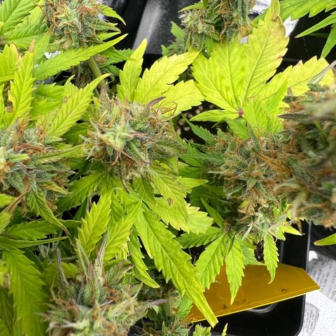 Beryl growlog timeline photo