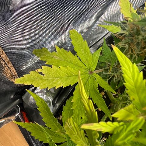Beryl growlog timeline photo