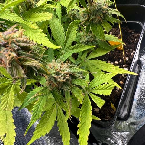 Beryl growlog timeline photo
