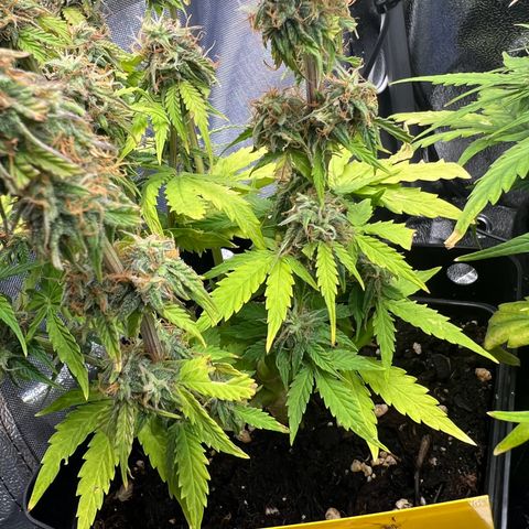 Beryl growlog timeline photo