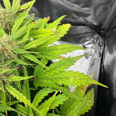 Mimi growlog timeline photo