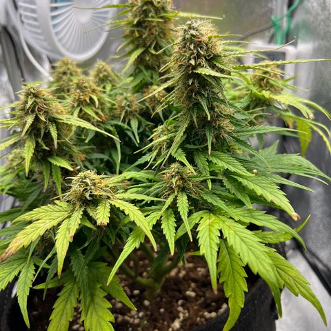 Mimi growlog timeline photo