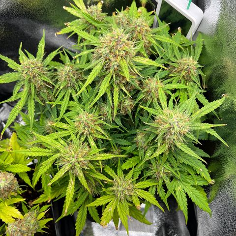 Mimi growlog timeline photo