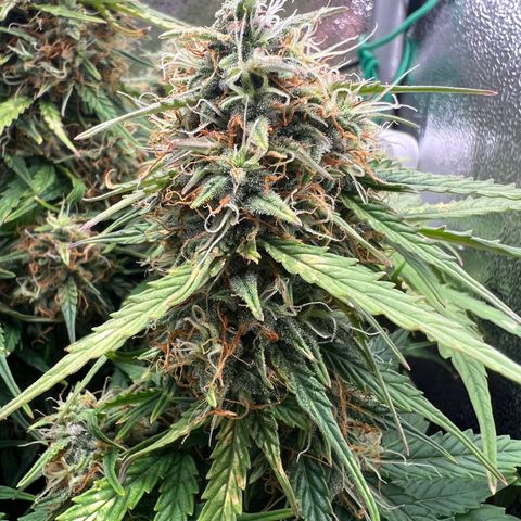 Mimi growlog timeline photo
