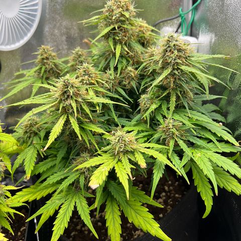 Mimi growlog timeline photo