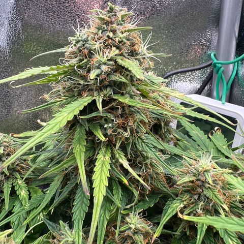 Mimi growlog timeline photo
