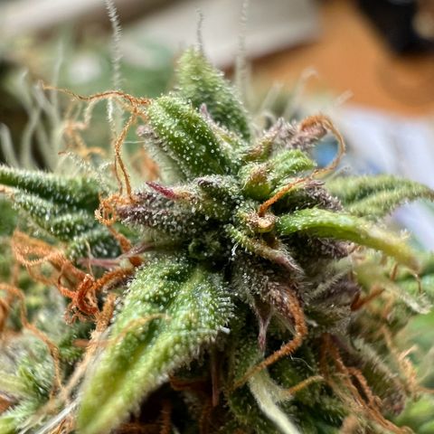 Mimi growlog timeline photo
