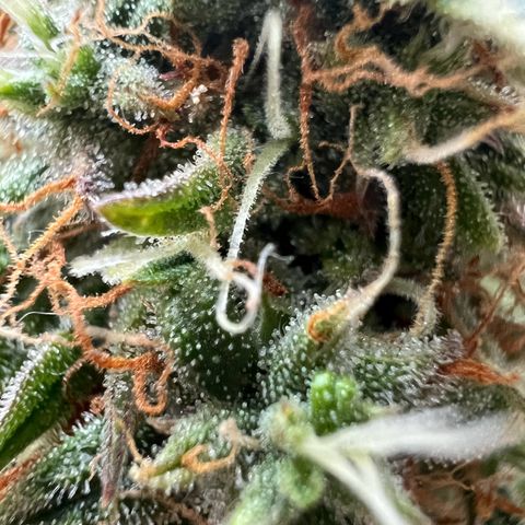 Mimi growlog timeline photo