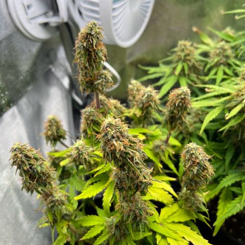 Beryl growlog timeline photo