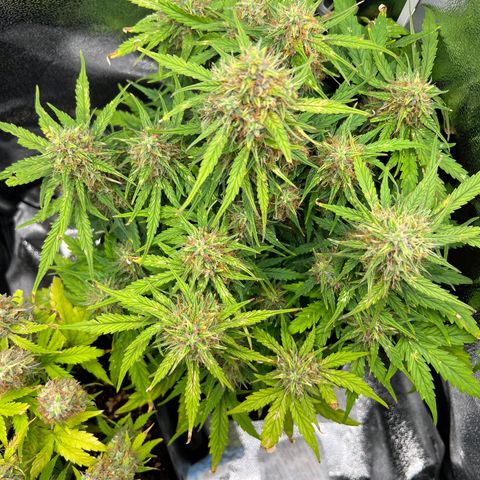 Mimi growlog timeline photo