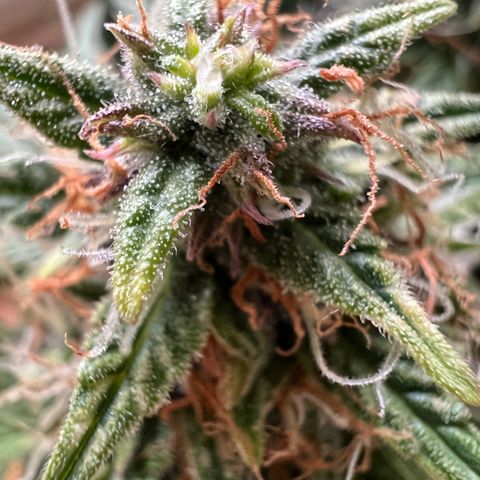 Mimi growlog timeline photo