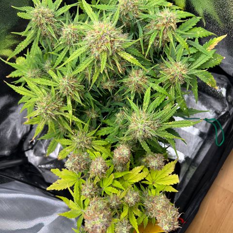 Mimi growlog timeline photo