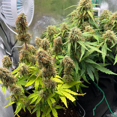 Mimi growlog timeline photo