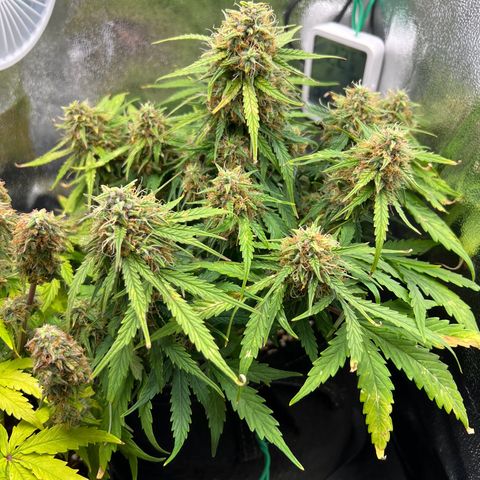 Mimi growlog timeline photo