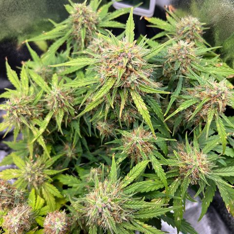 Mimi growlog timeline photo
