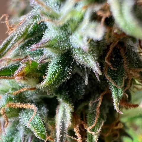 Beryl growlog timeline photo