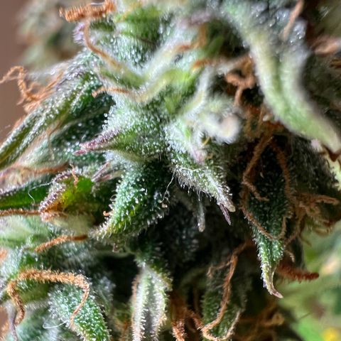 Beryl growlog timeline photo