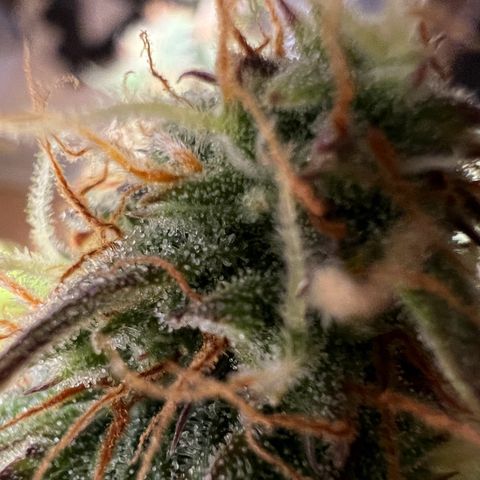 Beryl growlog timeline photo