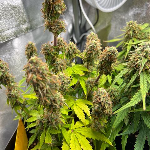 Beryl growlog timeline photo