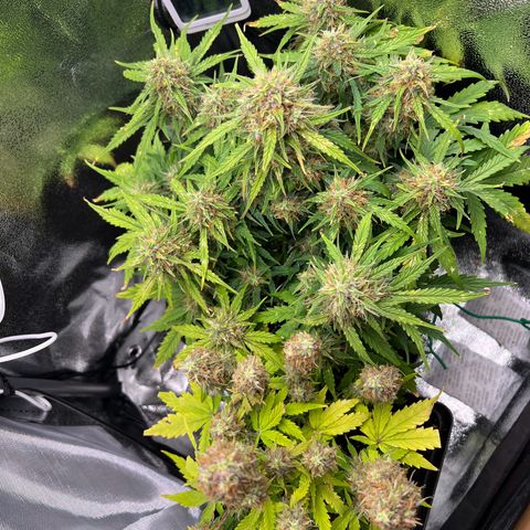 Beryl growlog timeline photo