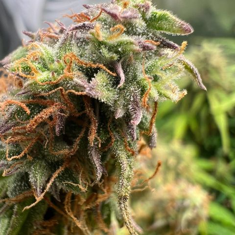 Beryl growlog timeline photo