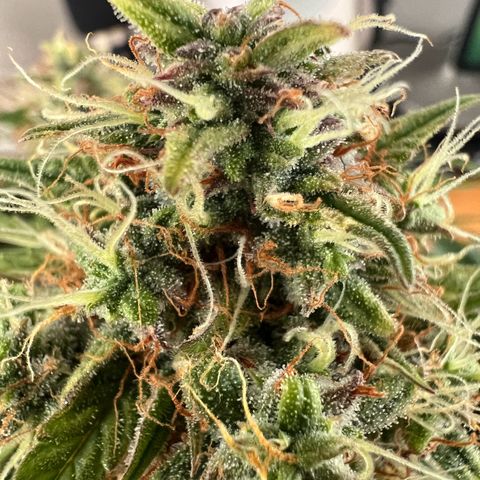 Mimi growlog timeline photo